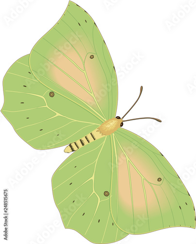 Cleopatra Butterfly Vector Illustration