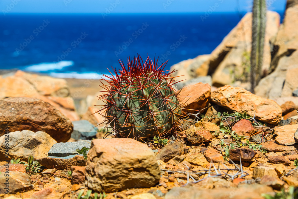 Lone round cactus with red thorns in Arikok National Park Lone round cactus with red thorns in Arikok National Park