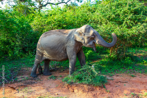 Elephant eating from green tree in Yala National Park