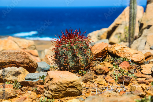 Lone round cactus with red thorns in Arikok National Park photo