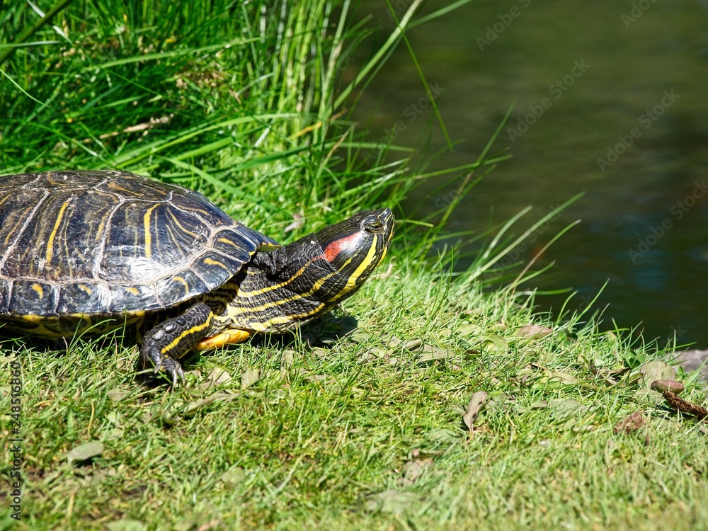 Fototapeta premium Turtles in the Beacon Hill Park