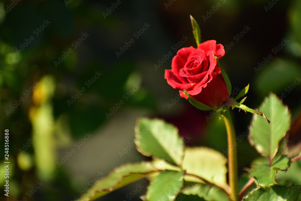 red rose in garden