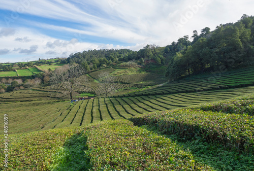 View on tea plantation rows at tea factory Cha Gorreana with green trees and blue sky background. The oldest, and only, tea plantation in Europe