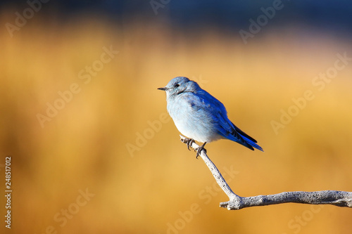 Male mountain bluebird sitting on a stick