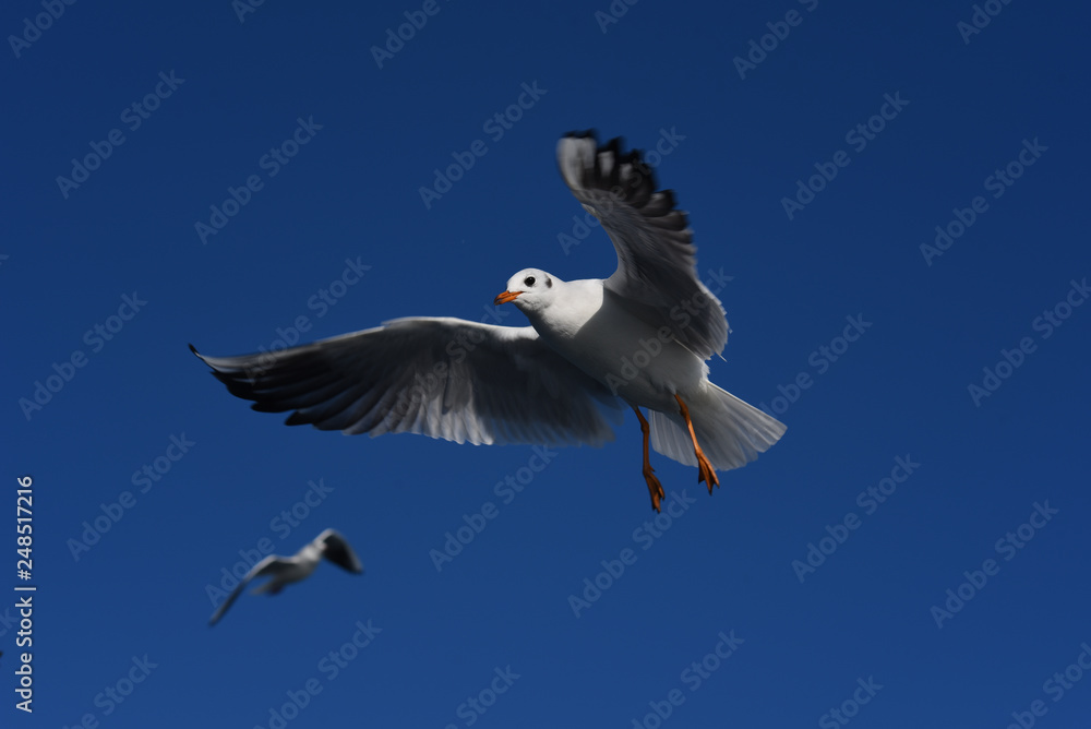 Fototapeta premium seagull in flight