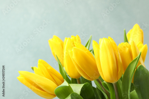 Beautiful fresh yellow tulips on gray background. Space for text