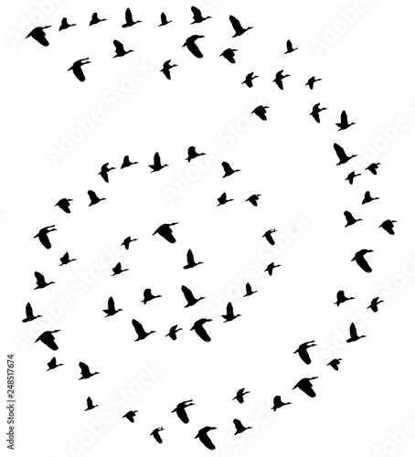Vector Flying Birds