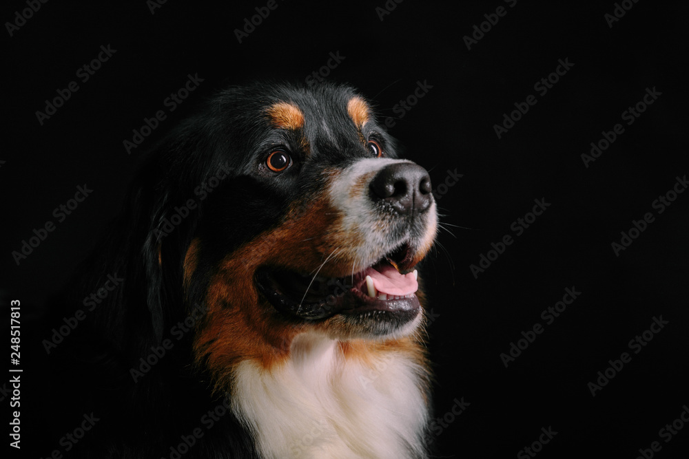 Close-up portrait of Bernese Mountain Dog against black background