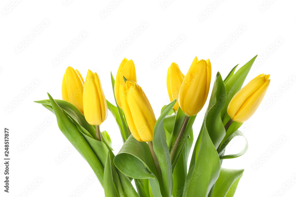 Beautiful yellow tulips isolated on white background
