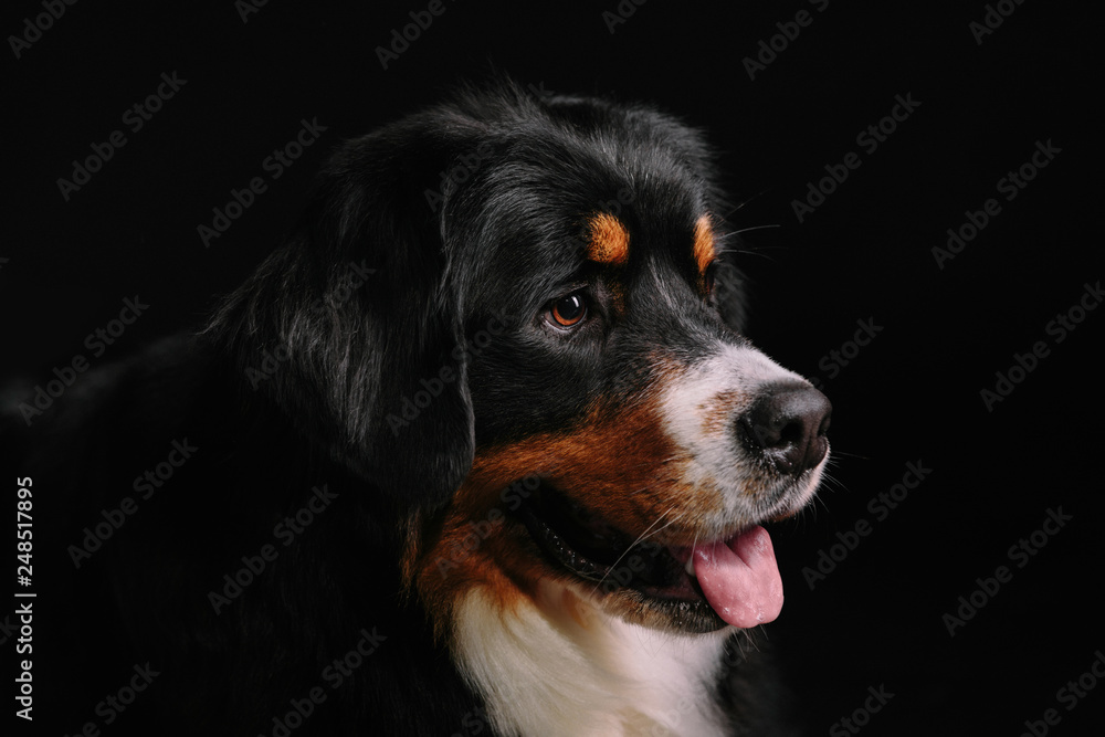 Close-up portrait of Bernese Mountain Dog against black background
