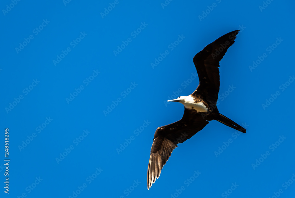 Fototapeta premium seagull flying in blue sky