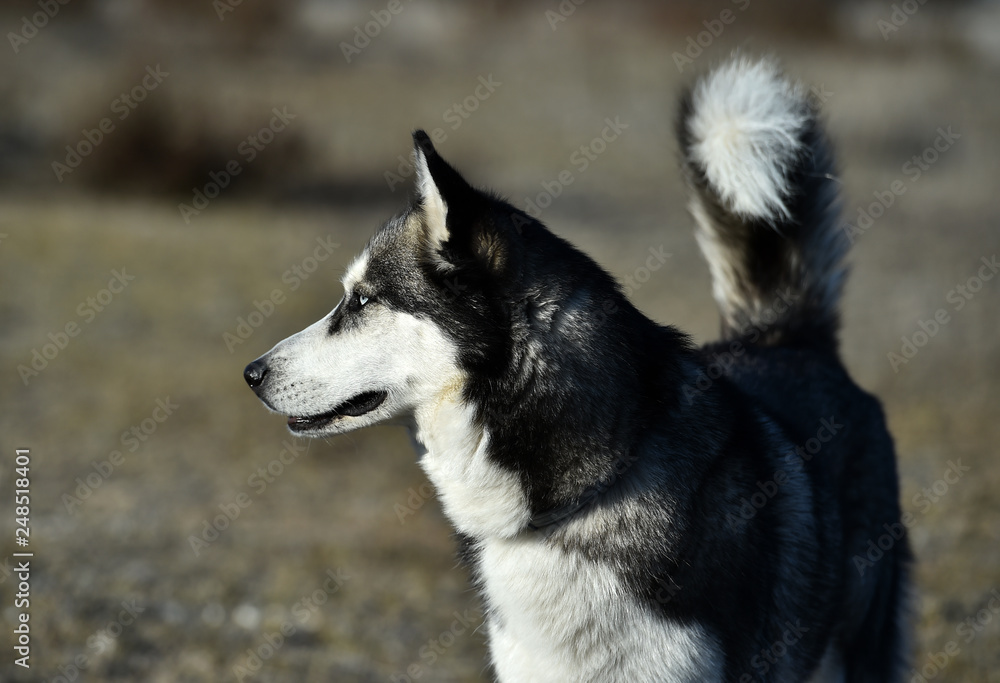 husky siberiano husky siberiano