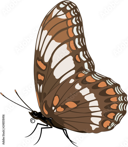 White Admiral Butterfly Vector Illustration