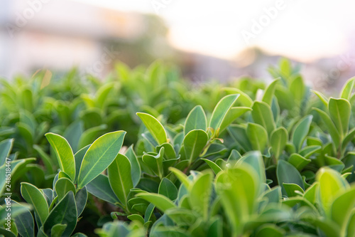 Green leaf on blurred greenery background with copy space using as background