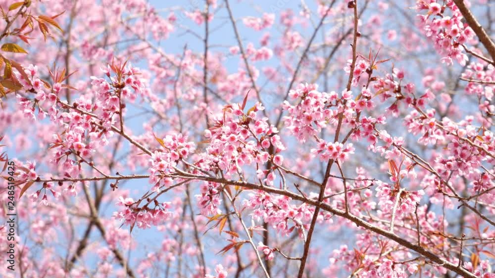 Sakura cherry blossom on blue sky. Sakura cherry blossom on blue sky.
