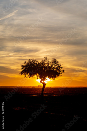 A Silhouetted Tree at Sunrise