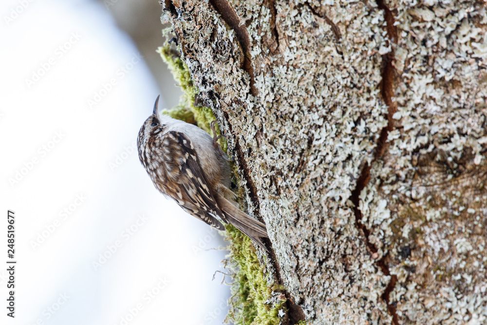 Brown Creeper bird
