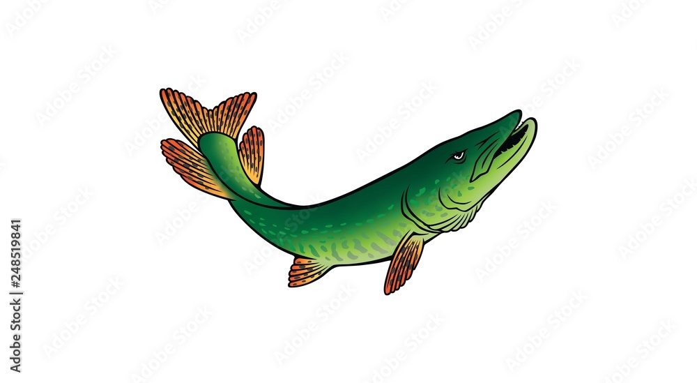 Obraz premium pike fish image