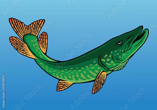 pike fish image