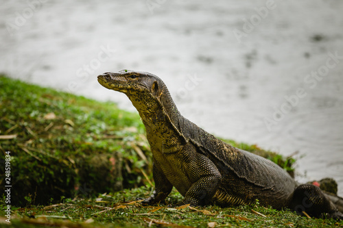 Komodo dragon at the park