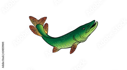 pike fish image