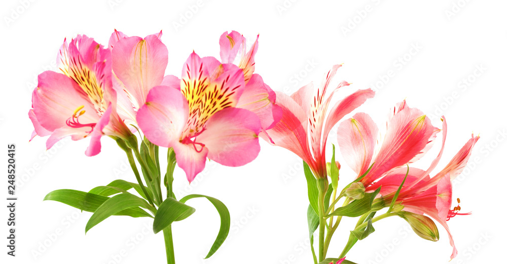 Blooming lilies (alstroemeria) on white background