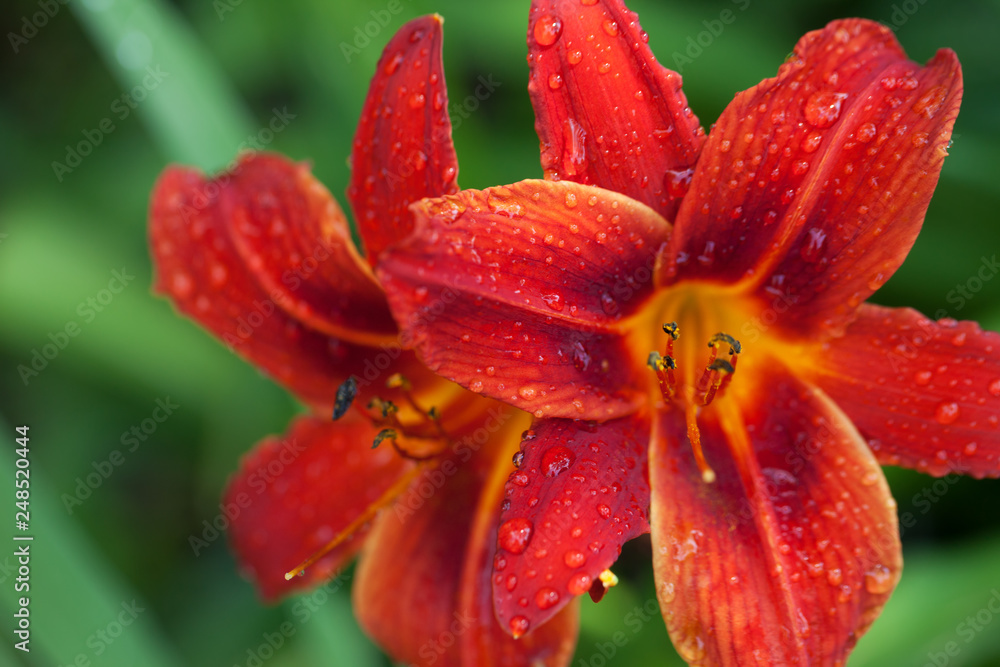 Blossom red lily flowers with water drops at sun day after rain Blossom red lily flowers with water drops at sun day after rain