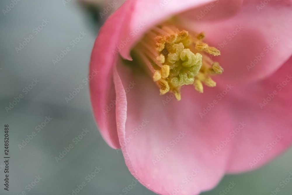 Pink flower with yellow stamens on grey background. Macrophotography Pink flower with yellow stamens on grey background. Macrophotography
