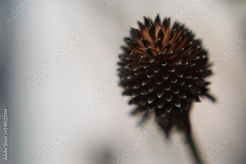 Dry stamen of a flower without petals. Place for text. Macrophoto