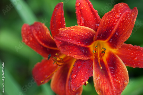 Blossom red lily flowers with water drops at sun day after rain