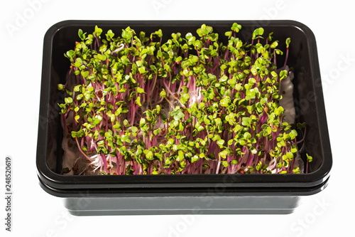 Beautiful backgrounds. Healthy eating. Healthy food. Micro greens concept.