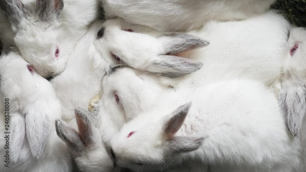 Young rabbits with an ashy shade sit cramped in a box Young rabbits with an ashy shade sit cramped in a box