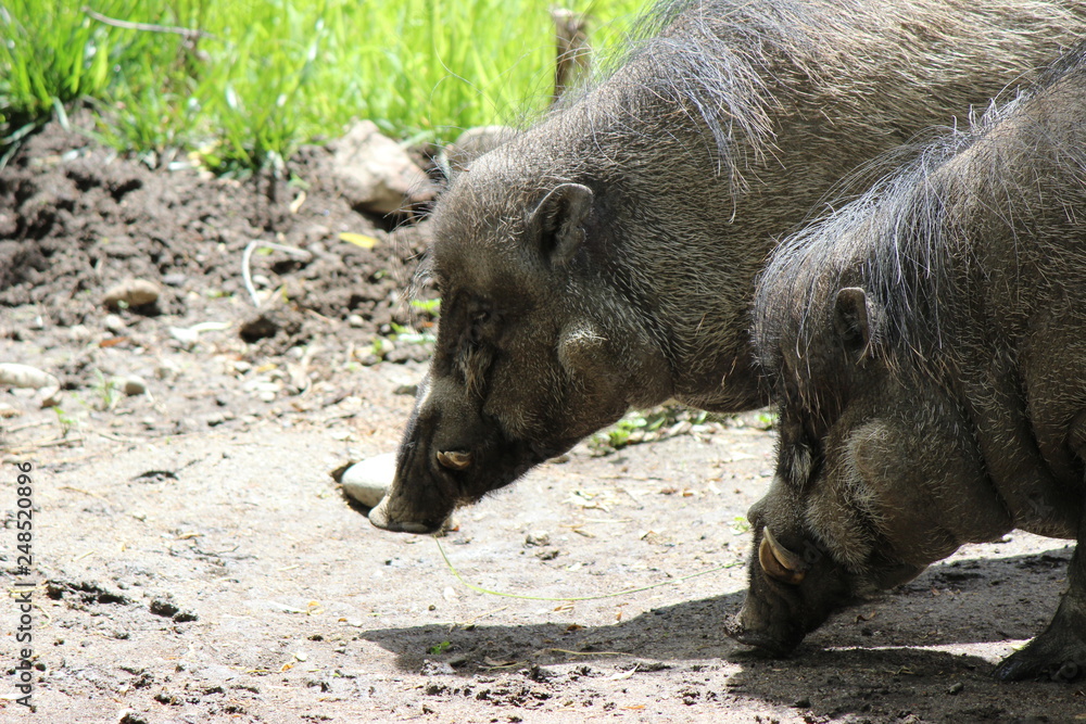 Worthogs looking for food