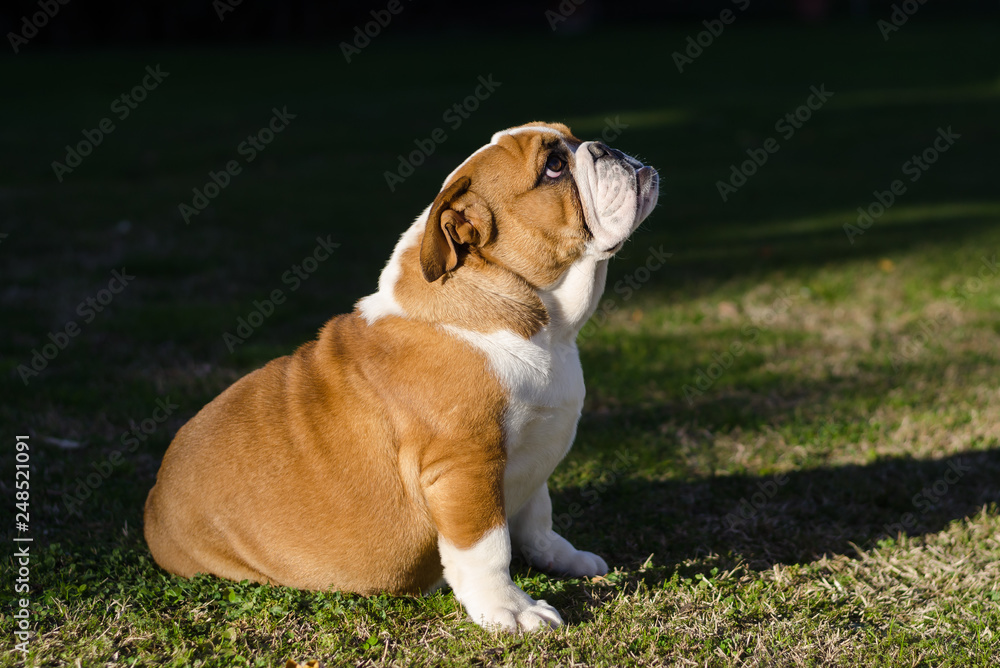 English white and brown female bulldog sitting on the grass