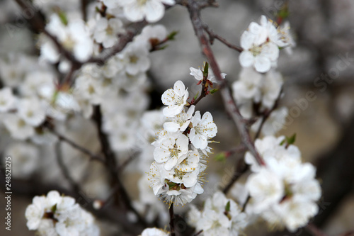 flowering apricots in spring