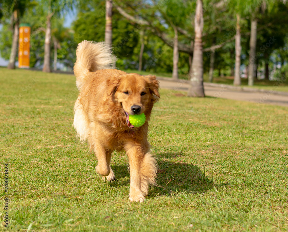 cachorro correndo no parque com uma bolinha amarela na boca num dia ensolarado cachorro correndo no parque com uma bolinha amarela na boca num dia ensolarado
