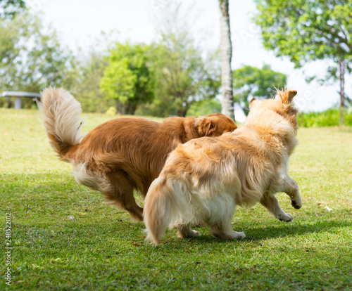 cachorros correndo no parque