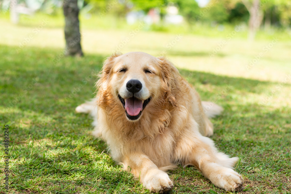 cachorro sorrindo feliz na sombra