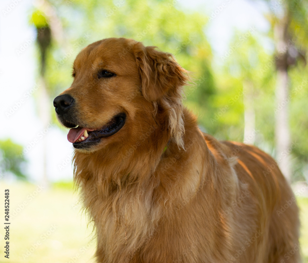 golden retriever dourado escuro feliz no parque golden retriever dourado escuro feliz no parque