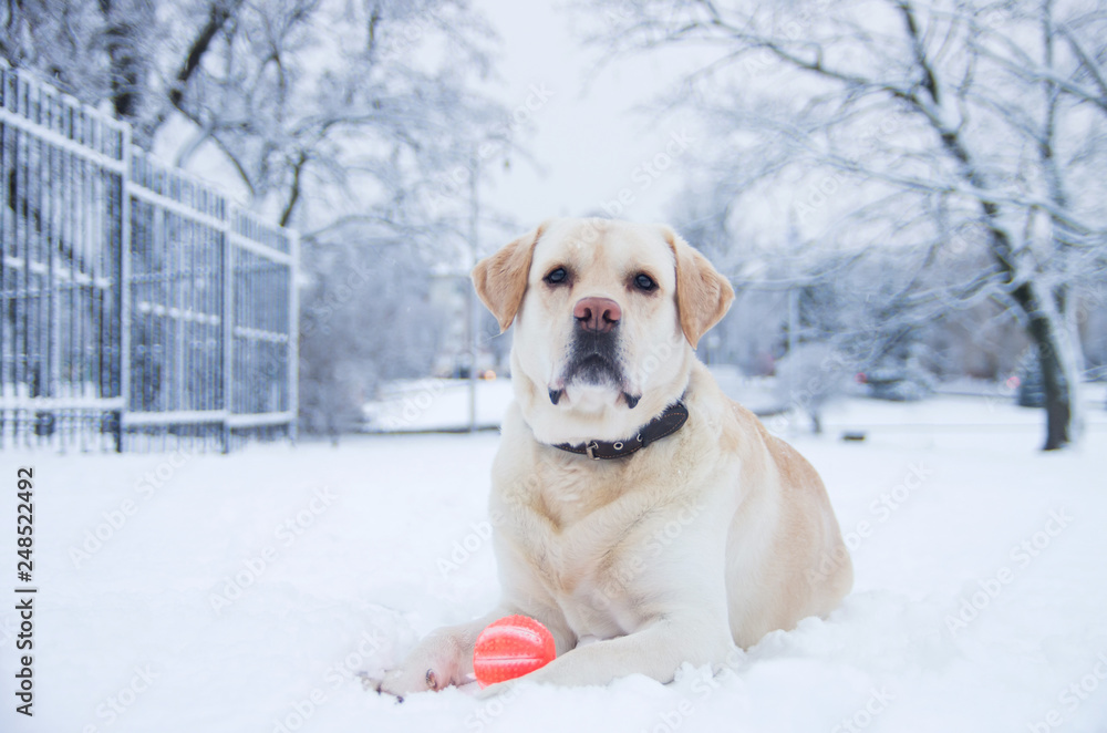 Labrador retriever lying in the snow with a boll Labrador retriever lying in the snow with a boll