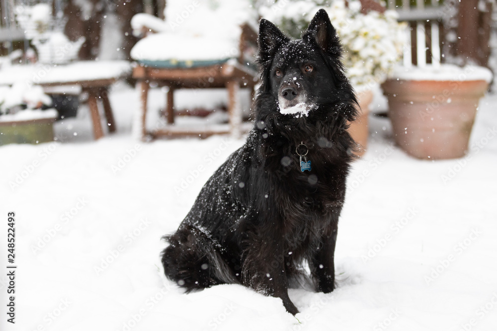 Naklejka premium Black Dog In the Snow