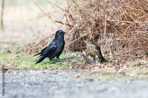 A Merlin caught a European Starling © Feng Yu