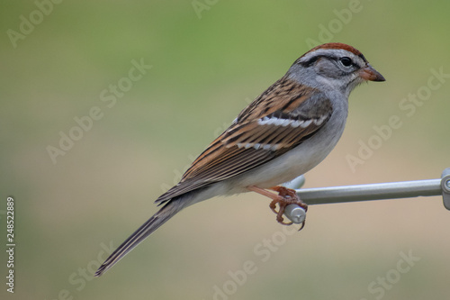 sparrow on a feeder