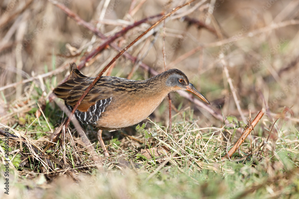 The Virginia Rail The Virginia Rail