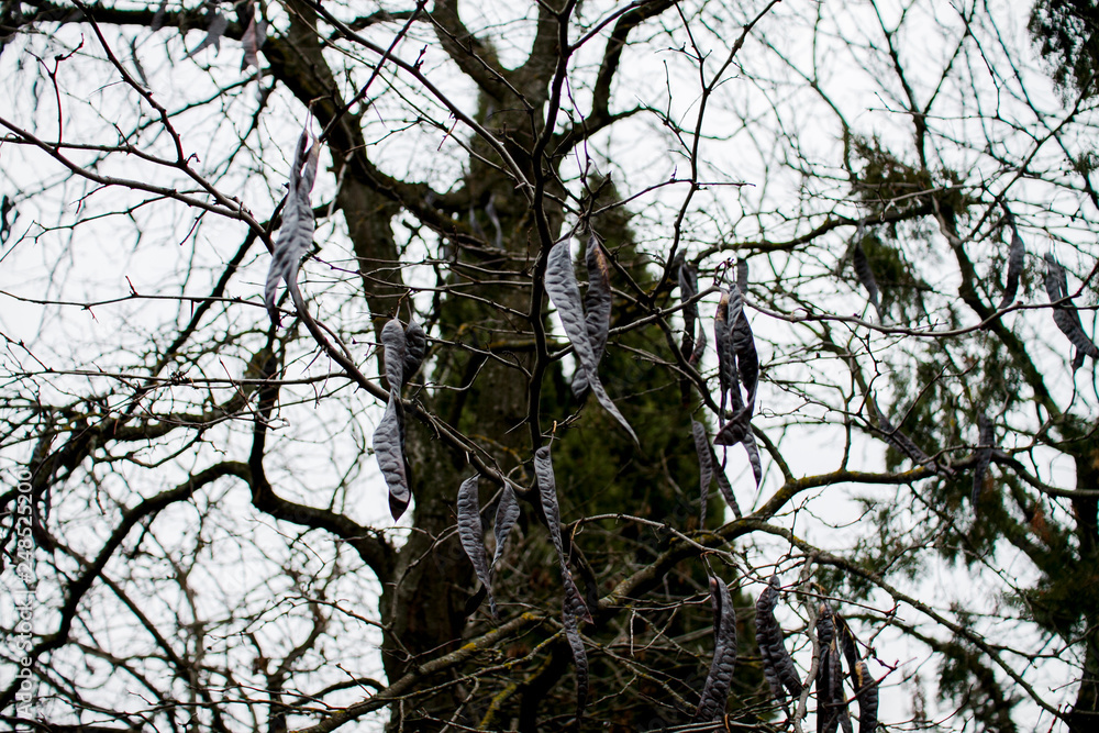 Dark silhouette of an autumn tree without leaves