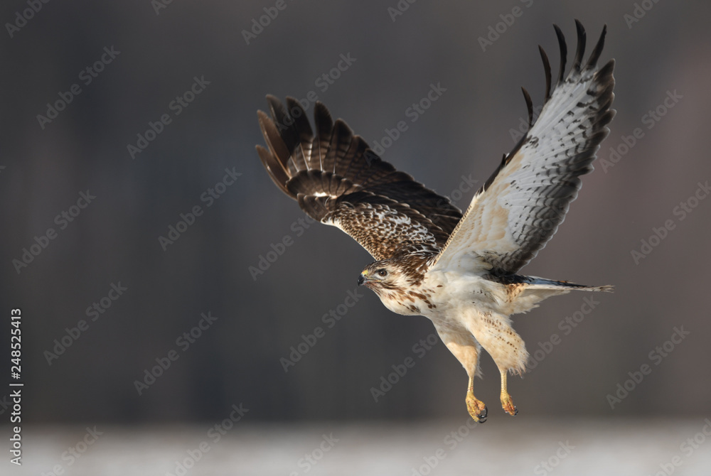 Fototapeta premium Common buzzard (Buteo buteo)