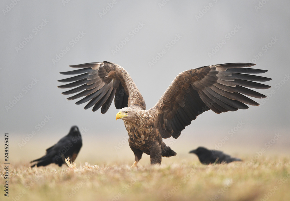 Obraz premium White tailed eagle (Haliaeetus albicilla)