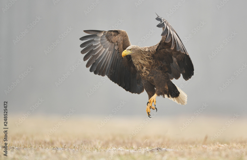 Obraz premium White tailed eagle (Haliaeetus albicilla)
