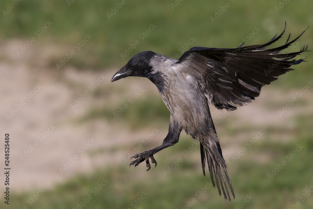 A hooded crow (Corvus cornix) in flight in the city park of Berlin. In the daytime with in the background trees and gras. A hooded crow (Corvus cornix) in flight in the city park of Berlin. In the daytime with in the background trees and gras.