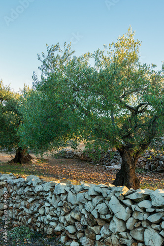 Olive trees cultivated in terraces